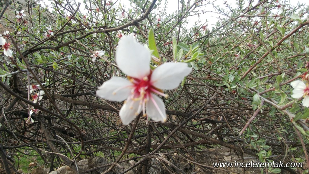 Adıyamanda hesaplı Gayrimenkuller.